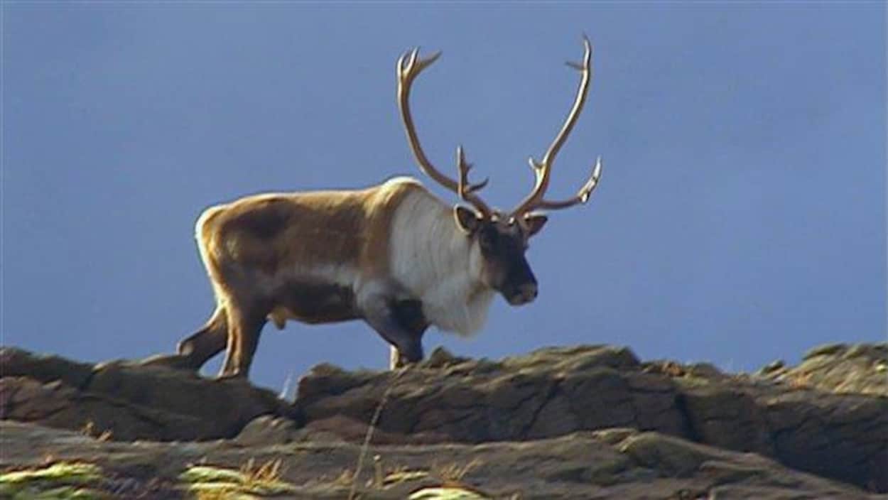 Un caribou dans le Parc de la Gaspésie.