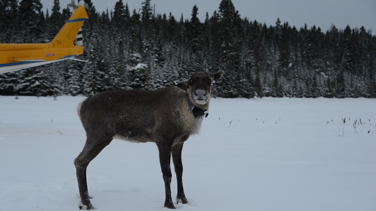 Le ministère des Richesses naturelles et des Forêts de l'Ontario a transporté par hélicoptère samedi 4 caribous vers Slates Islands. Le ministère des Richesses naturelles et des Forêts de l'Ontario a transporté par hélicoptère samedi 4 caribous vers Slates Islands.