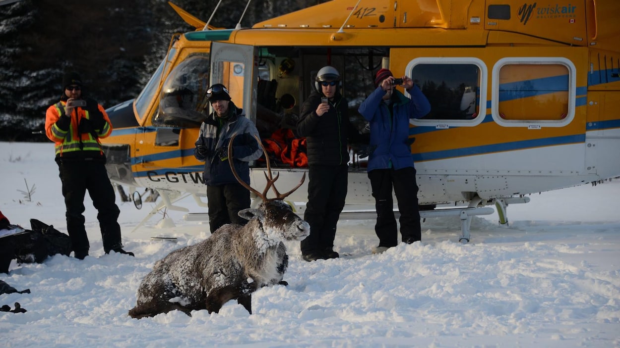Un caribou capturé couché devant un hélicoptère. Un caribou capturé couché devant un hélicoptère.
