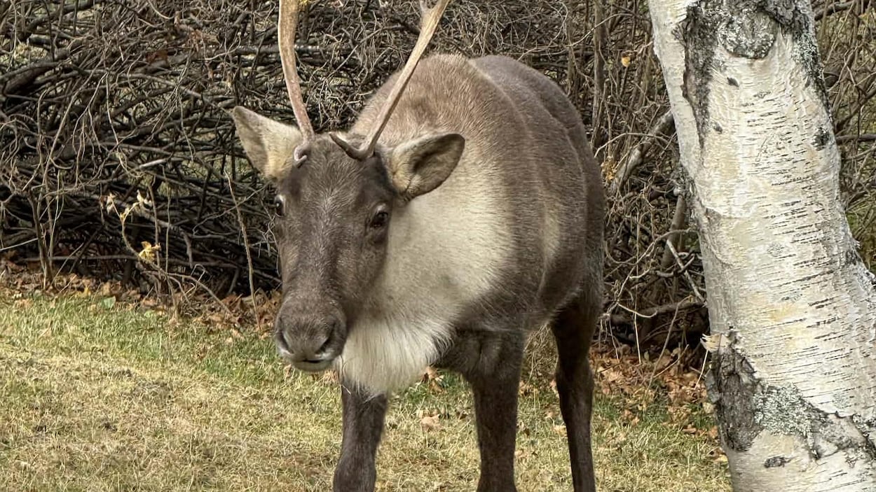 Le caribou, un enjeu électoral aux yeux de 180 citoyens