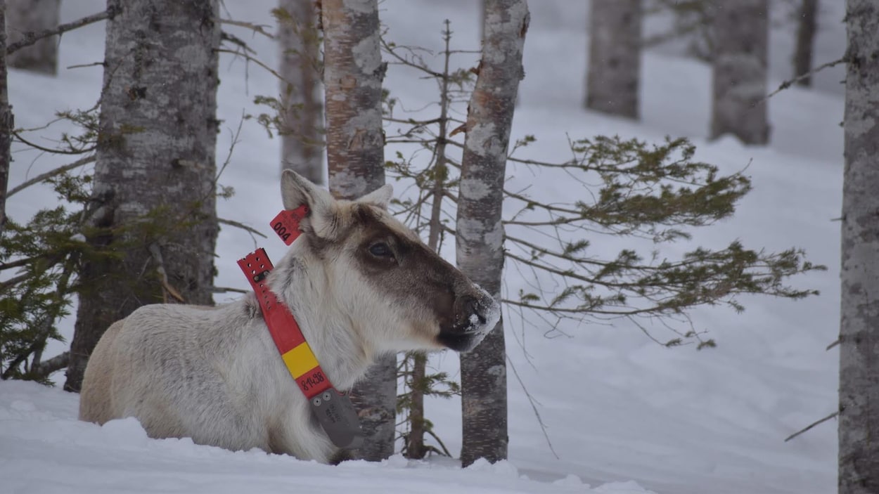 Le Zoo de Saint-Félicien veillera sur les caribous en enclos