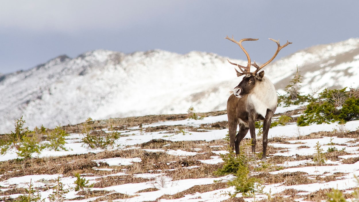 Les mesures de protection du caribou font encore couler de l'encre ...