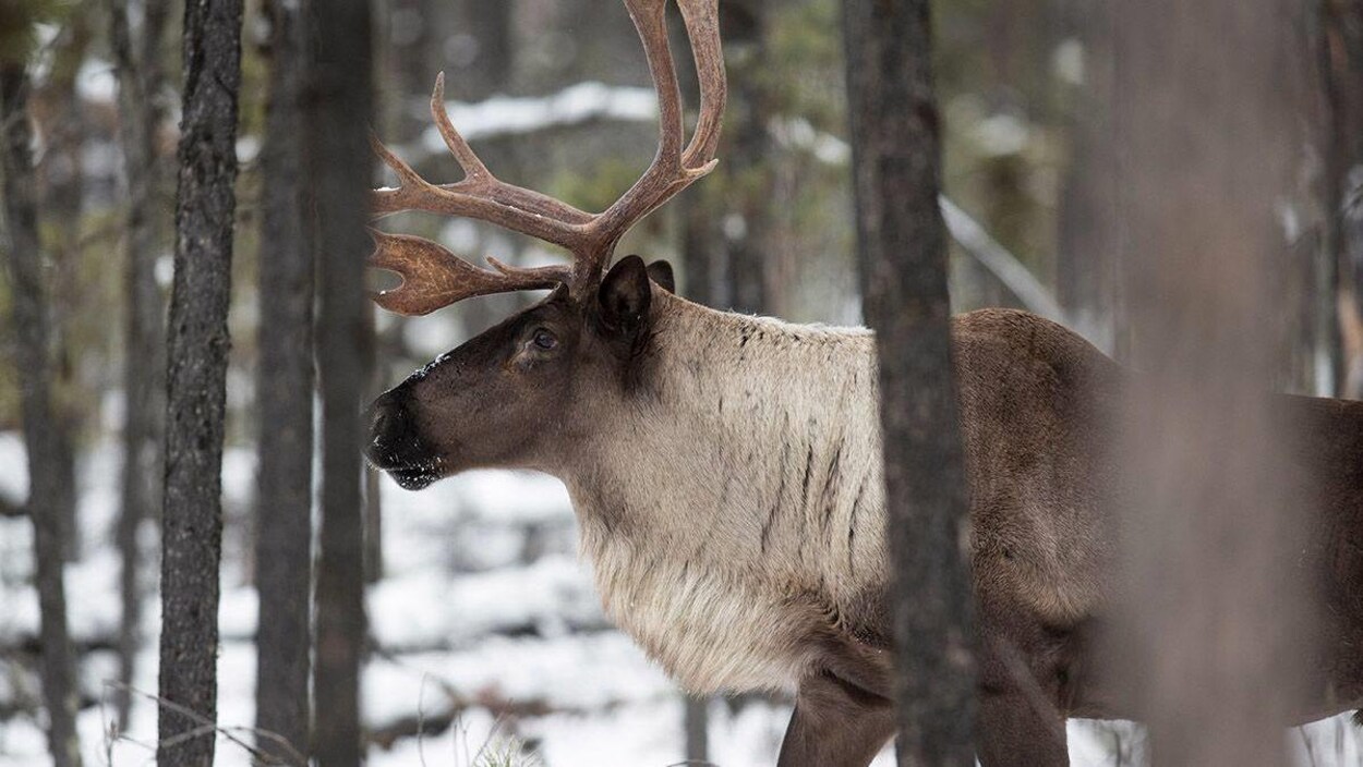 Un caribou marche dans la neige au milieu de la forêt.