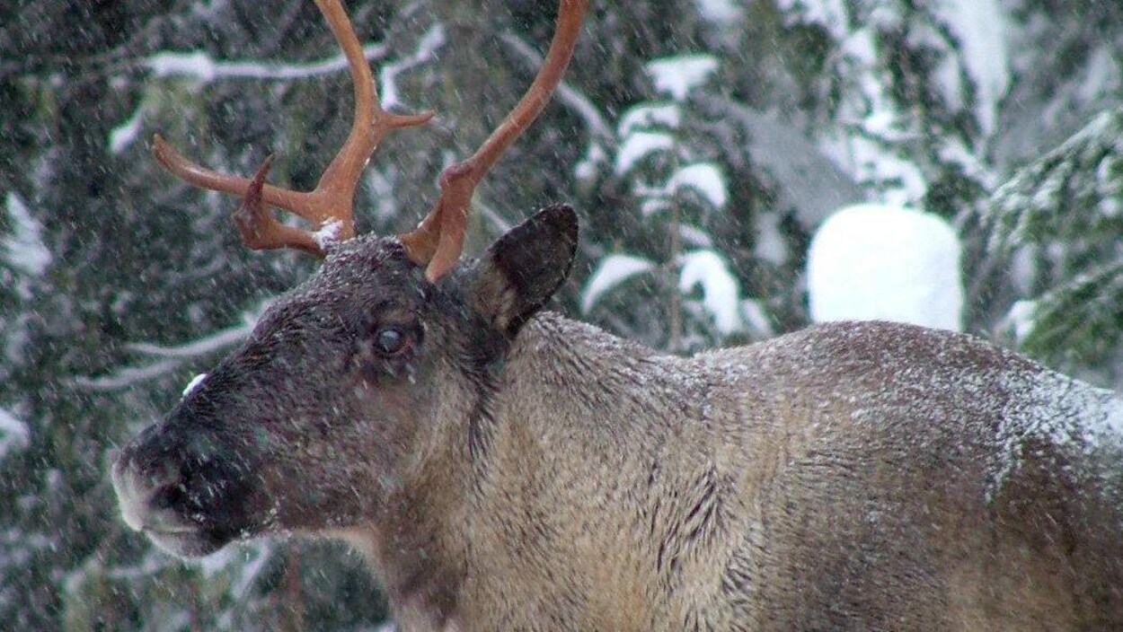 Un caribou des montagnes avec de la neige qui tombe.