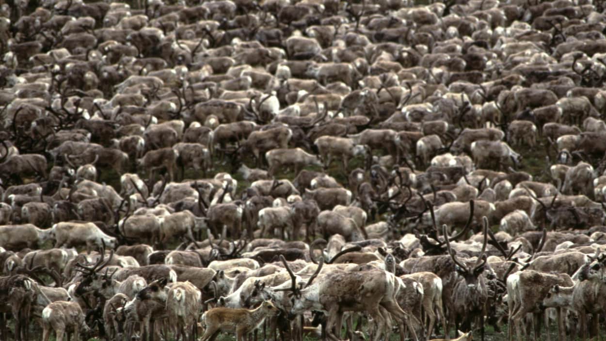 Des caribous du troupeau Porcupine, au Yukon en 2002.