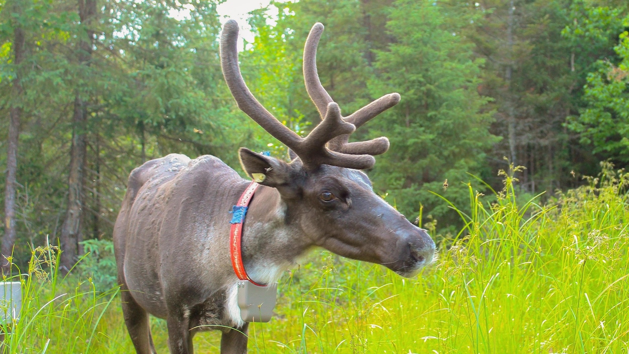 Caribou : Lac-Simon poursuit le gouvernement fédéral