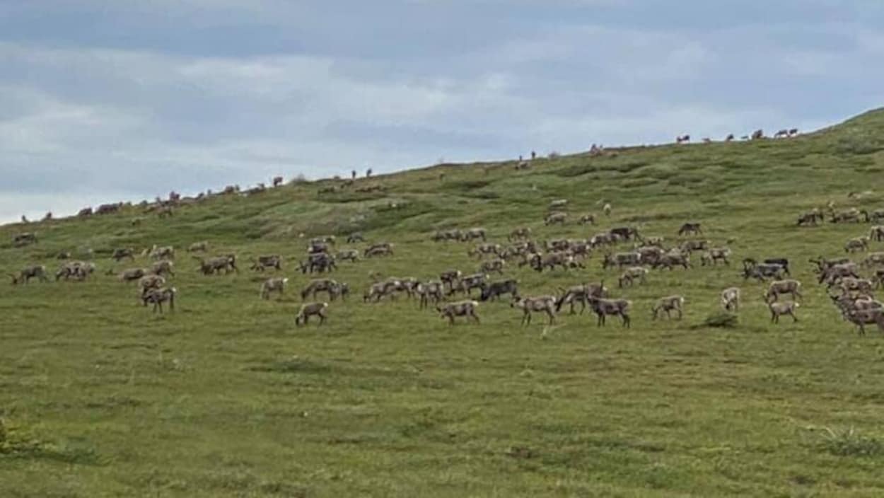 Un troupeau de caribous au Yukon.