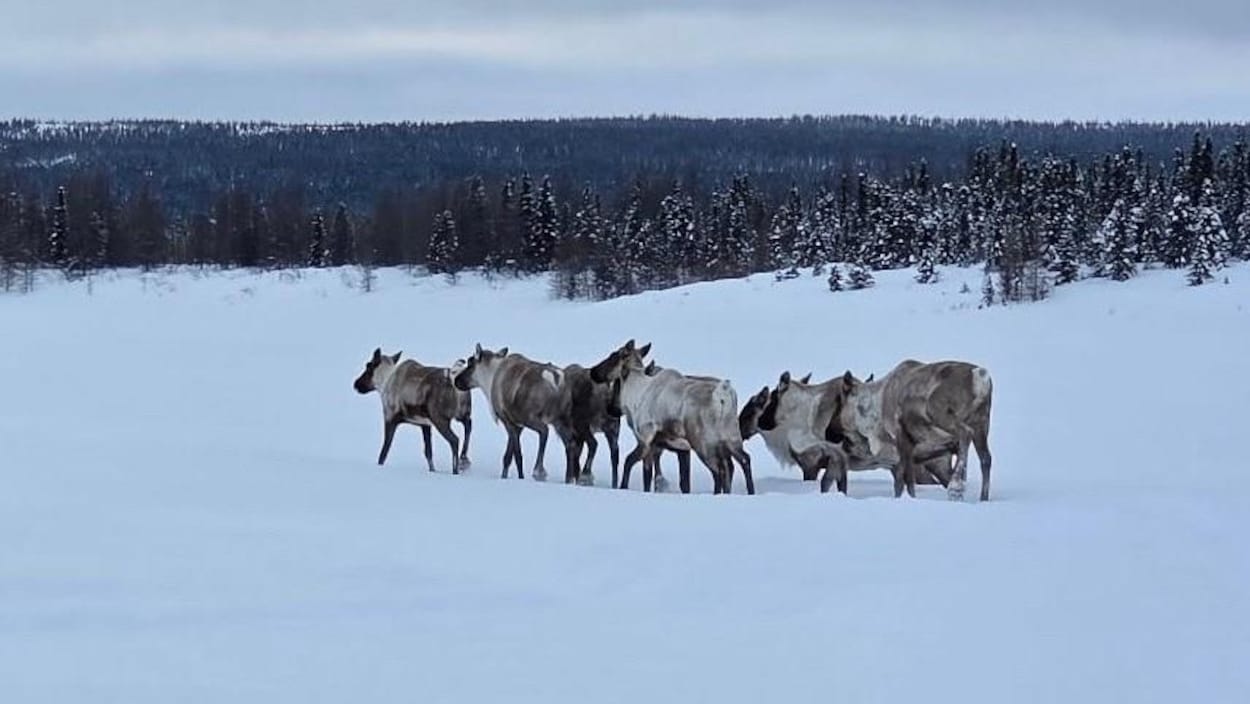 Chasse au caribou chez les Innus : entre subsistance et résistance