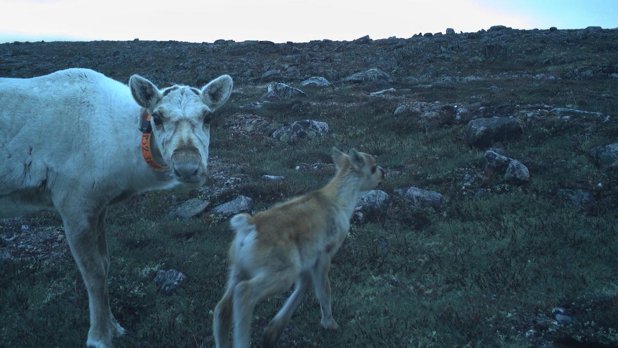 L’aire de migration des caribous de Bathurst a diminué de moitié en 30 ans