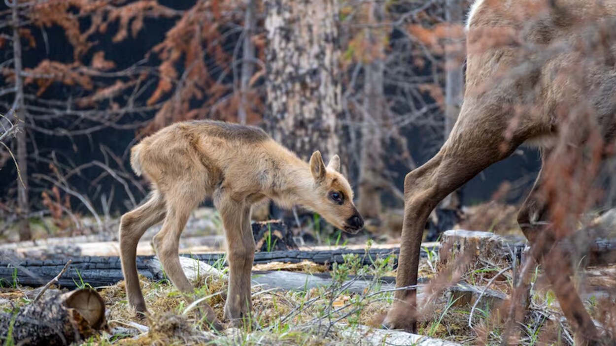 À Jasper, la lutte contre l’extinction des caribous est source d’espoir
