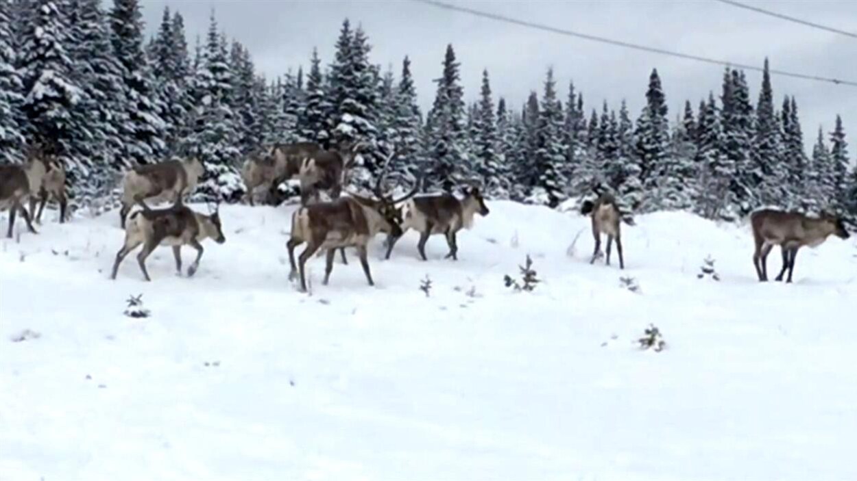 Une harde de caribous forestiers Une harde de caribous forestiers