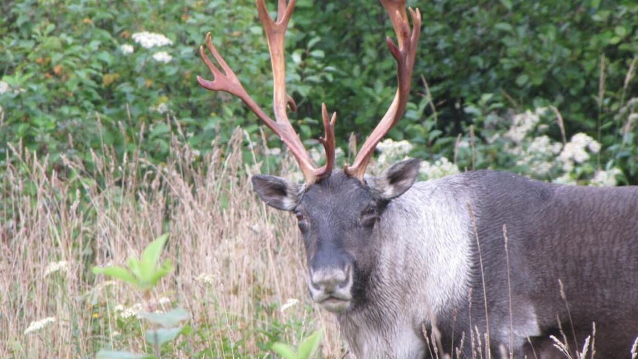 L'animal vu de près alors qu'il erre dans les bois