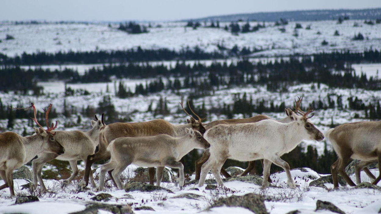 Le déclin du troupeau de la rivière aux Feuilles : un cri d’alarme dans le nord québécois