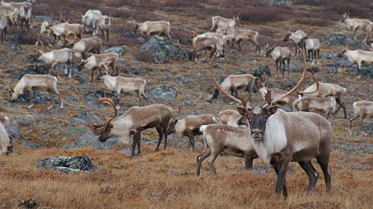 Malgré les différences, quatre nations autochtones veulent s’unir pour protéger le caribou