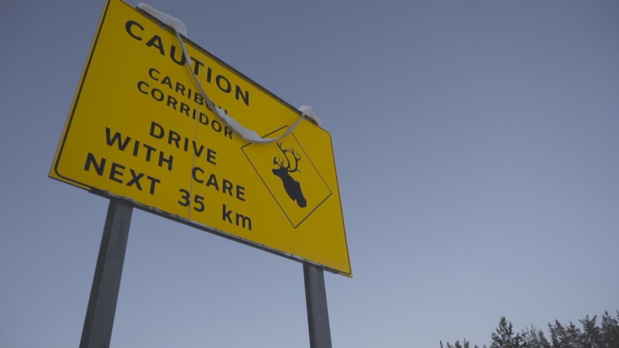 Record d’animaux tués sur les routes de l’Alberta en 2025