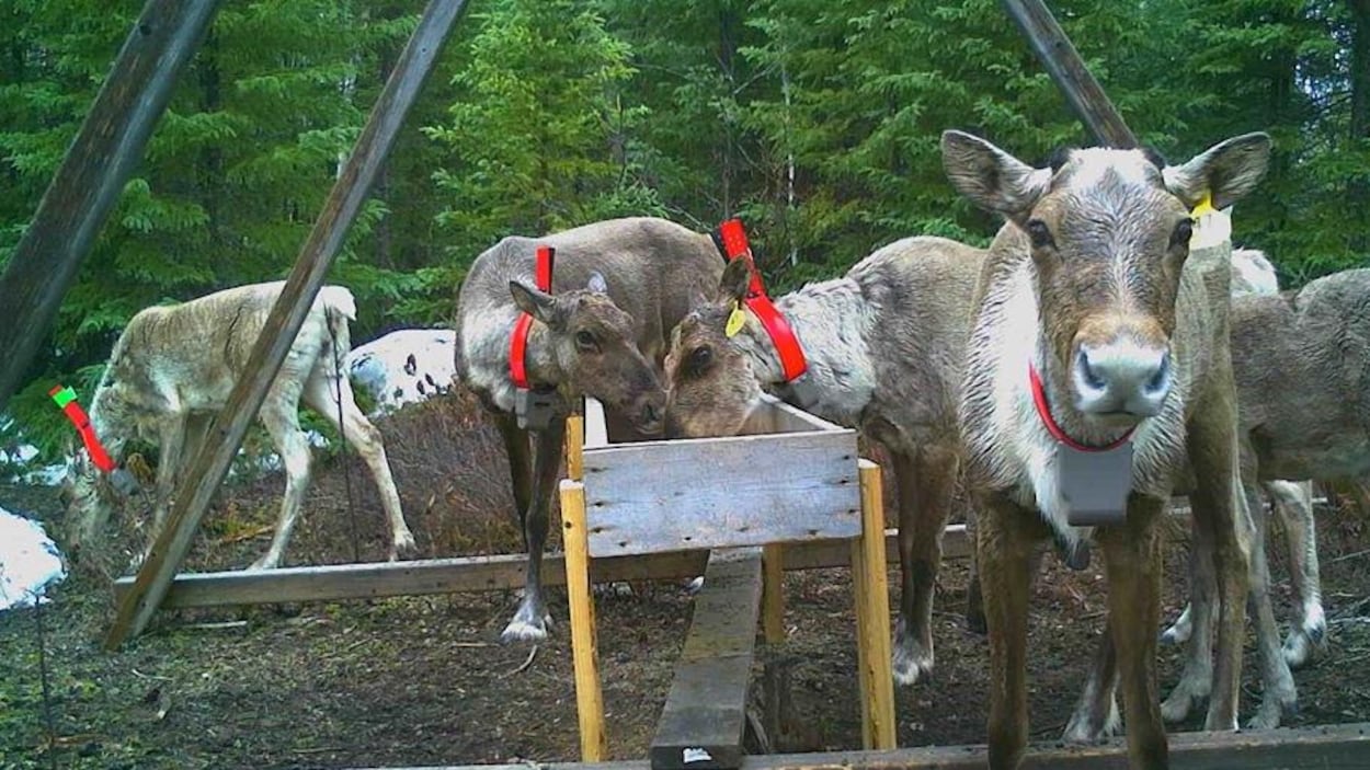 Des caribous dans un enclose se nourrissent dans un bac de bois.