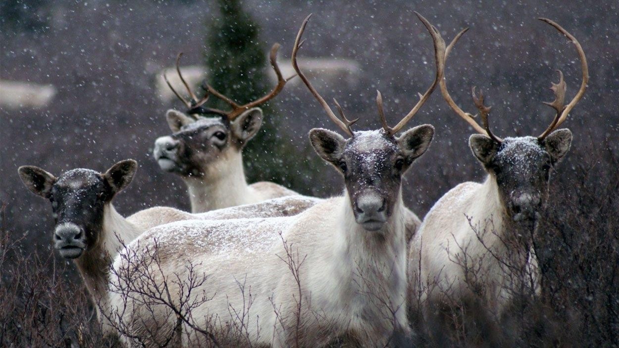 CaribousLes hardes de caribous chutent dramatiquement depuis de nombreuses années.