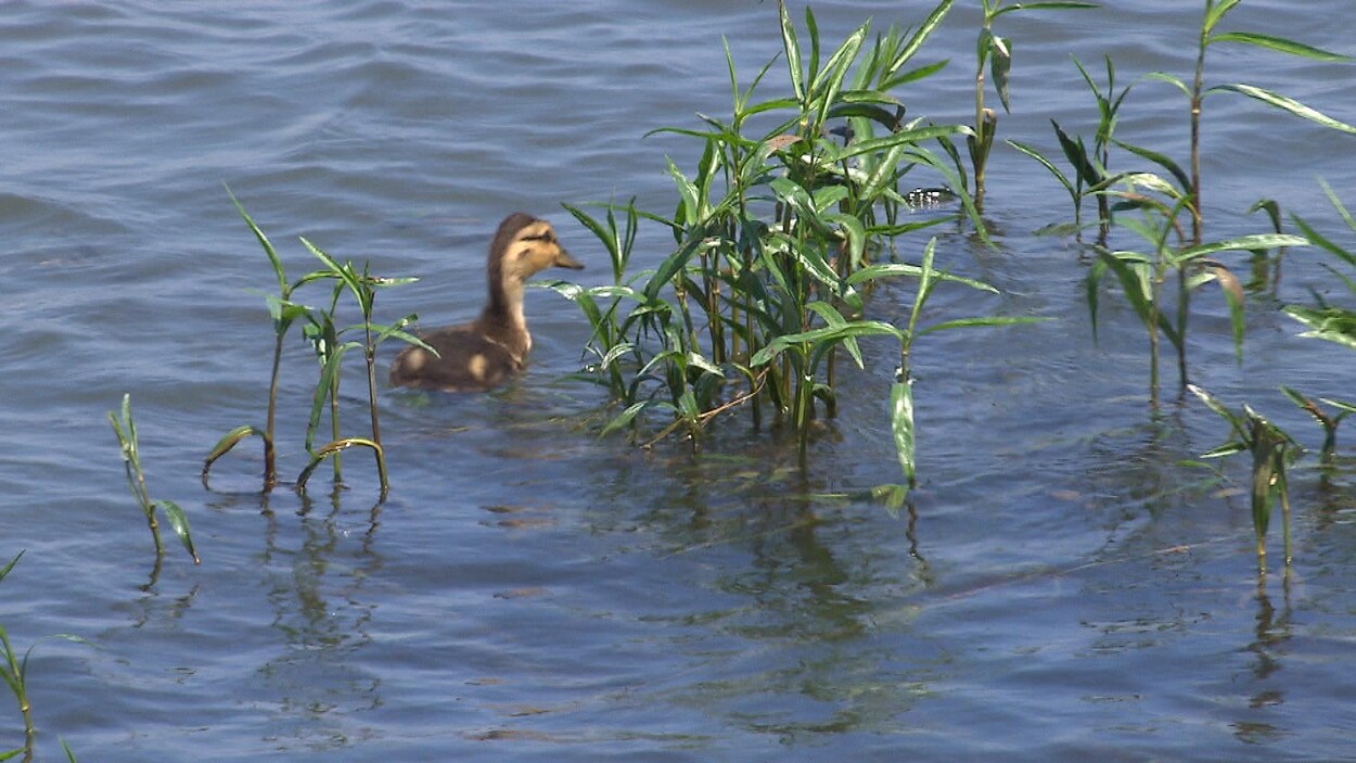 Un canard se déplace parmi des plants de carmantine d'Amérique.
