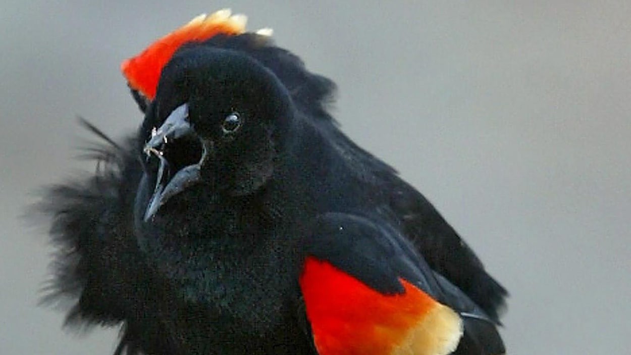 Attention Aux Attaques De Ces Oiseaux Les Carouges à