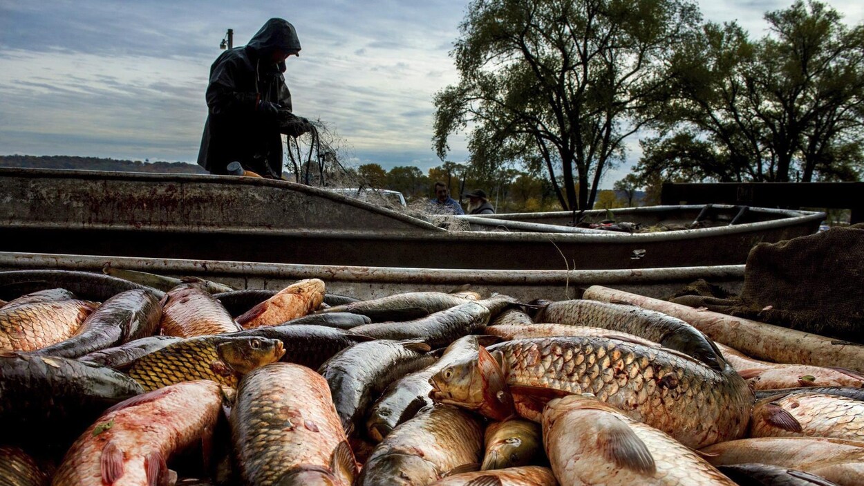 Un pêcheur trie ses filets après avoir attrapé une grande quantité de carpes asiatiques. Un pêcheur trie ses filets après avoir attrapé une grande quantité de carpes asiatiques.