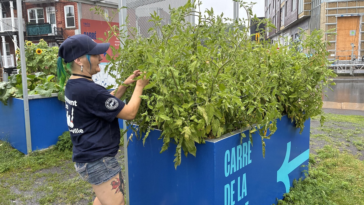 Prendre soin du Carré de la fosse, un légume à la fois
