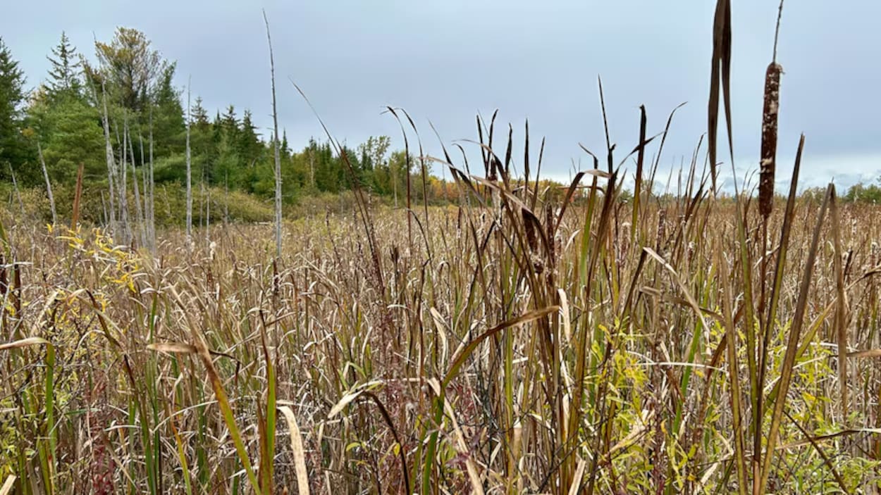 Critiqué, l’agrandissement d’une carrière à Stittsville obtient son feu vert