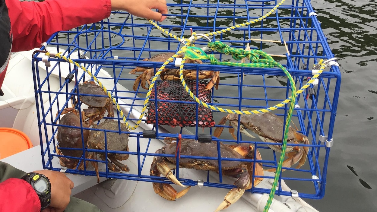 Le secteur de la pêche au crabe content de l’accord avec la Chine