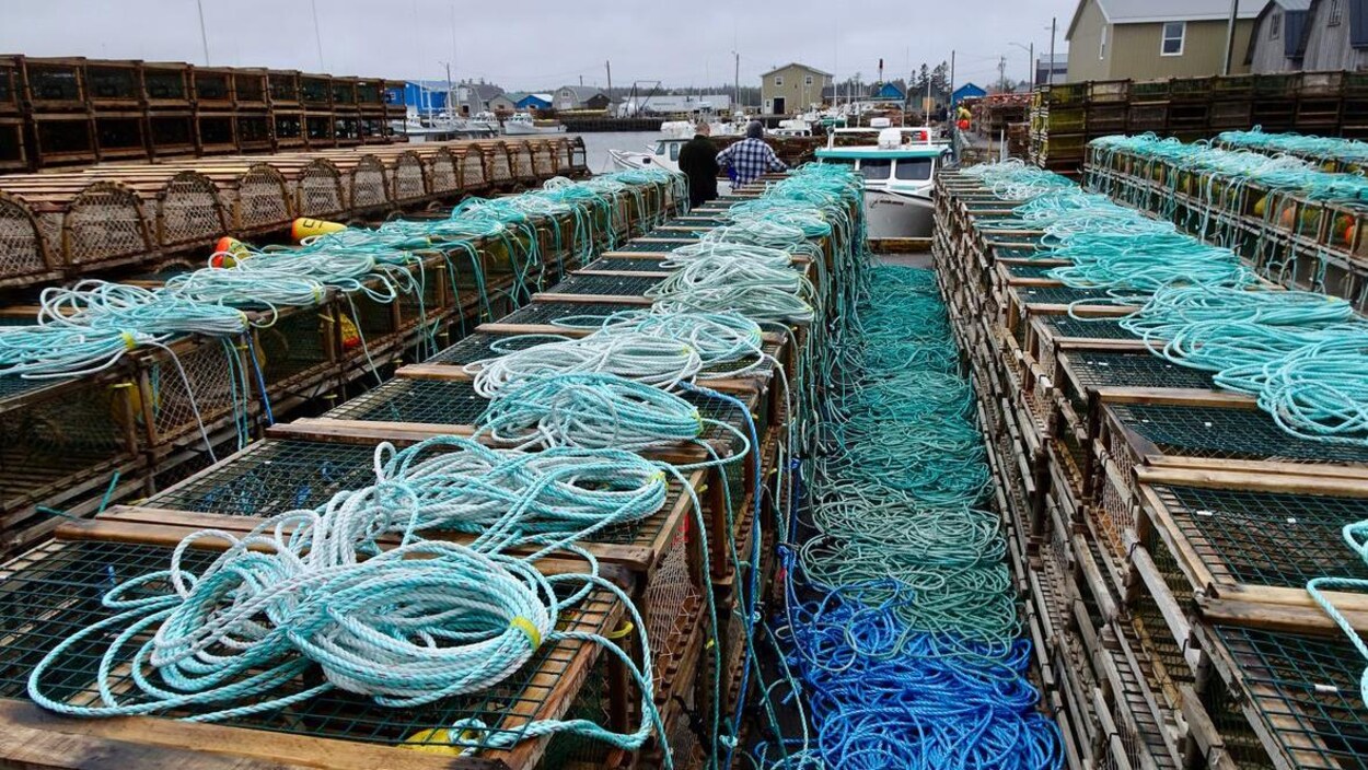 Des dizaines de casiers à homards et des cordages, alignés sur un quai.