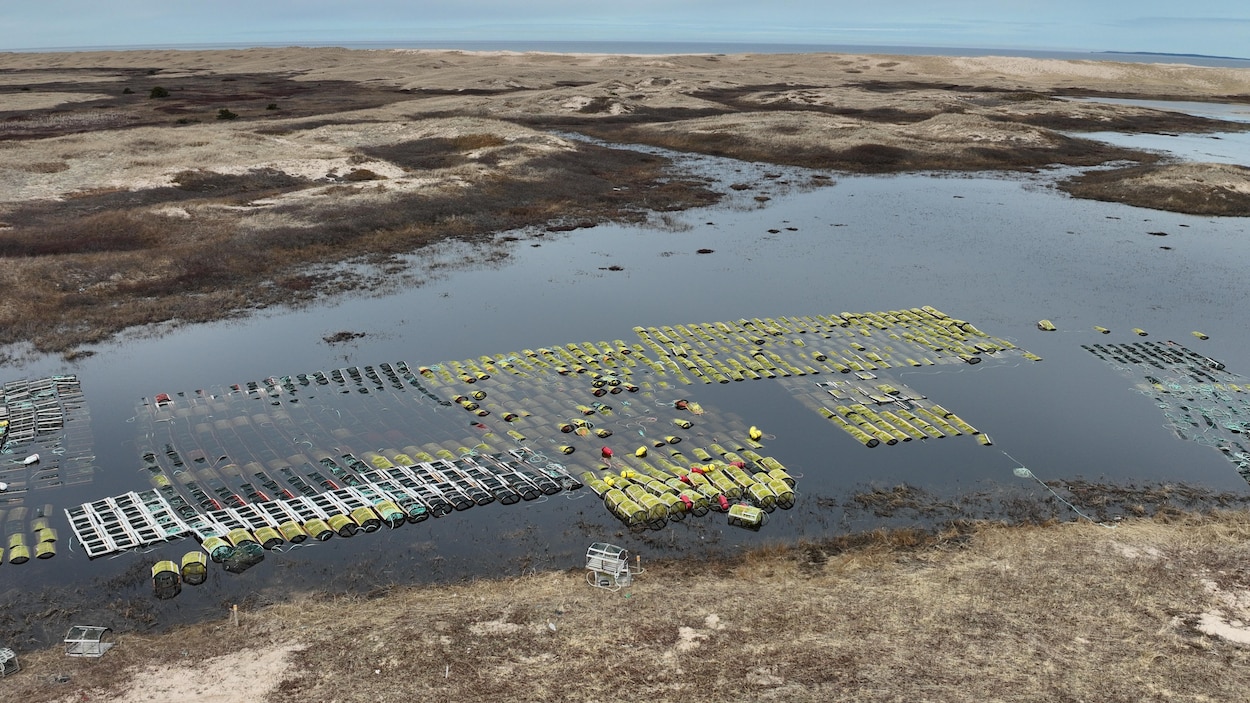 Québec va (encore) tolérer le trempage des casiers en milieux humides aux Îles