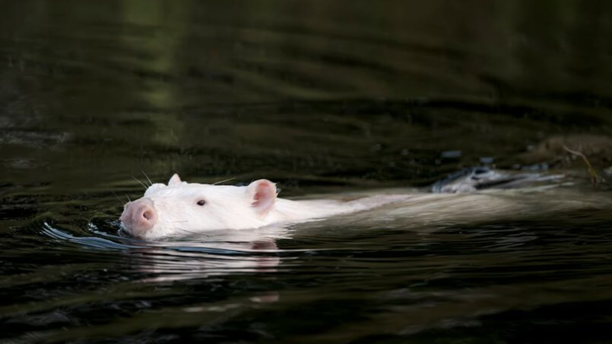 À la recherche du castor blanc