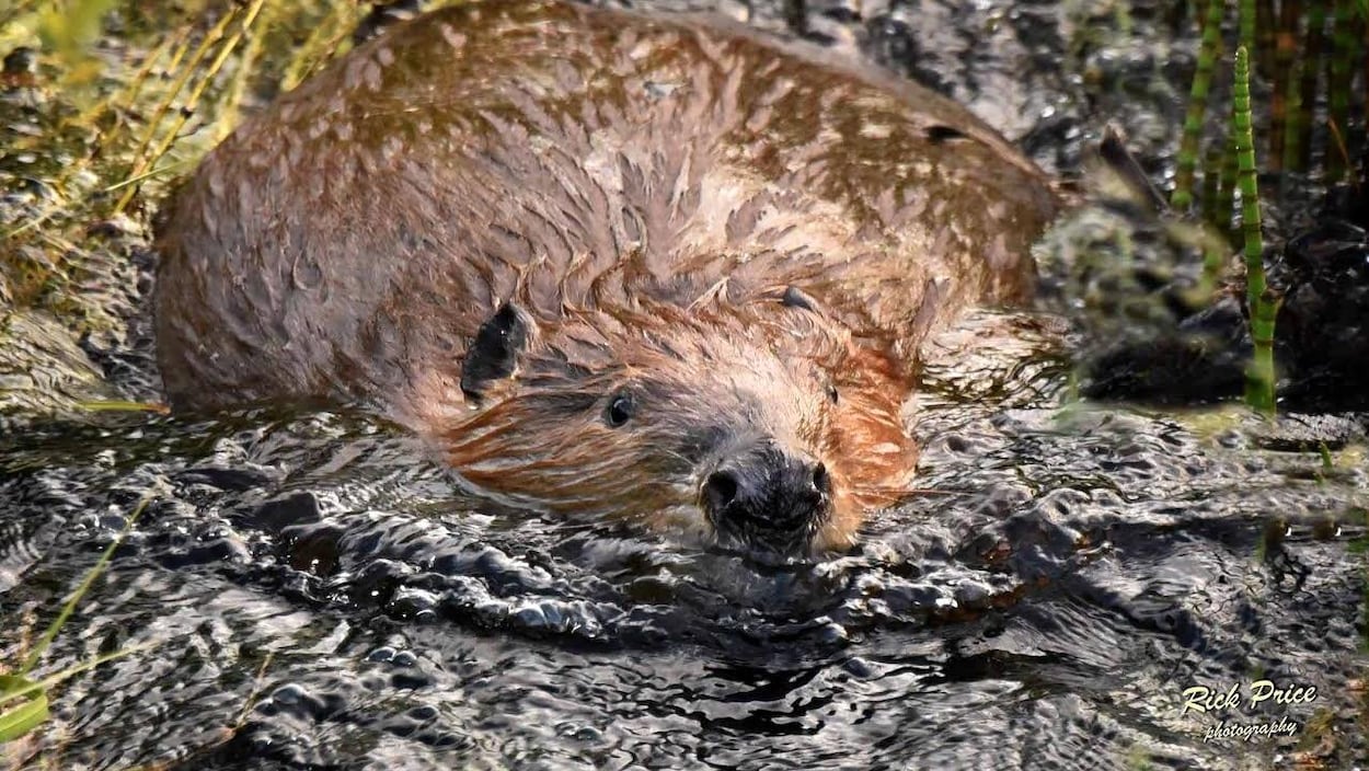 Un castor flotte dans l'eau. Un castor flotte dans l'eau.