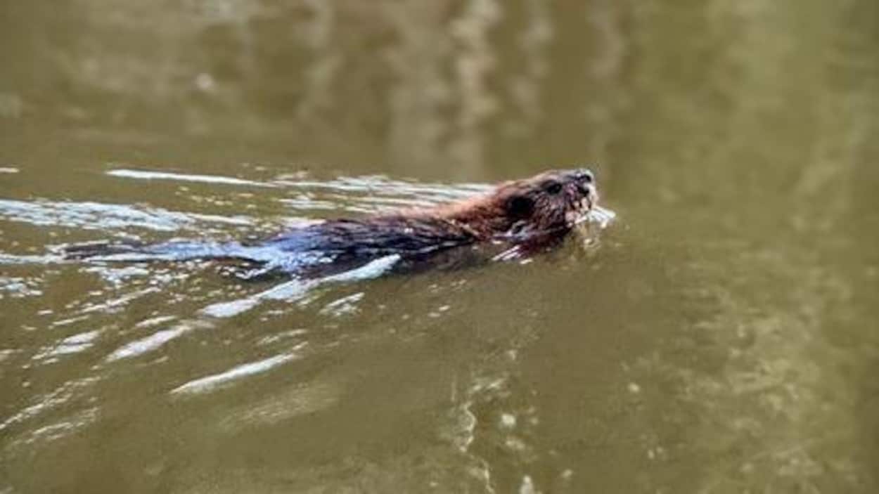 Memramcook veut se doter d’une politique sur la gestion des animaux nuisibles