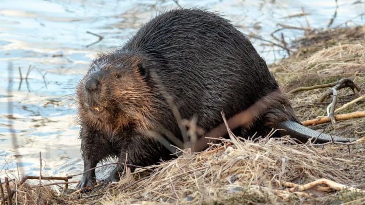 Un castor se tient sur une rive.