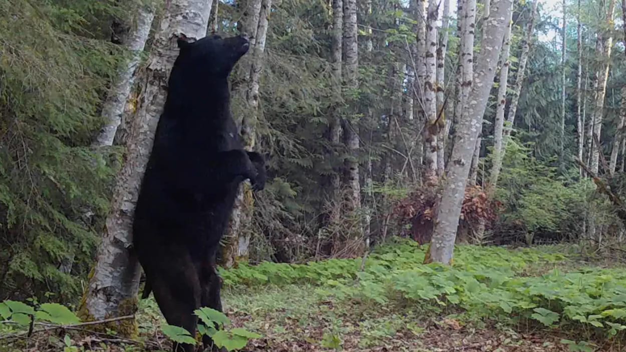 Malgré de récents drames, les attaques mortelles d’ours noirs demeurent extrêmement rares