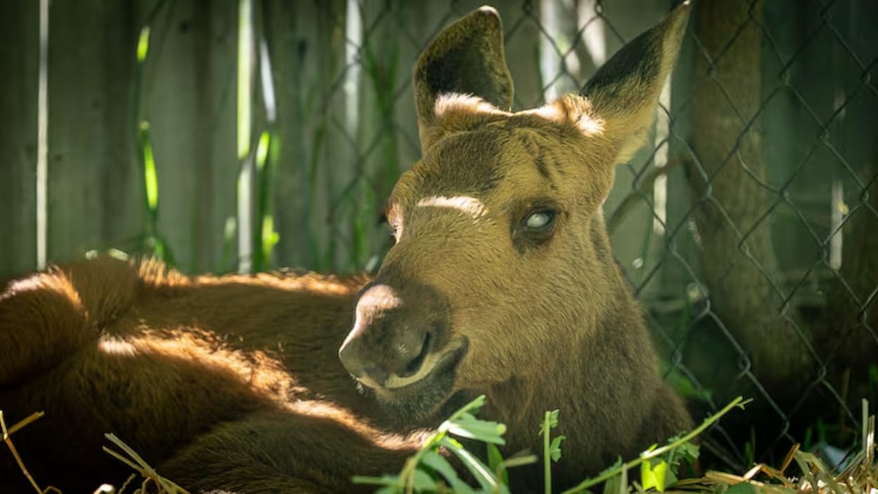 Cedar, le bébé orignal aveugle, est mort avant son transfert au Zoo de Toronto