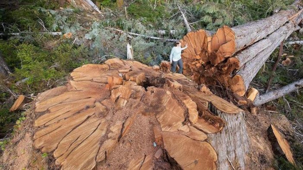 Une dame marche sur la souche d'un arbre géant, alors qu'elle en touche le tronc de sa main.