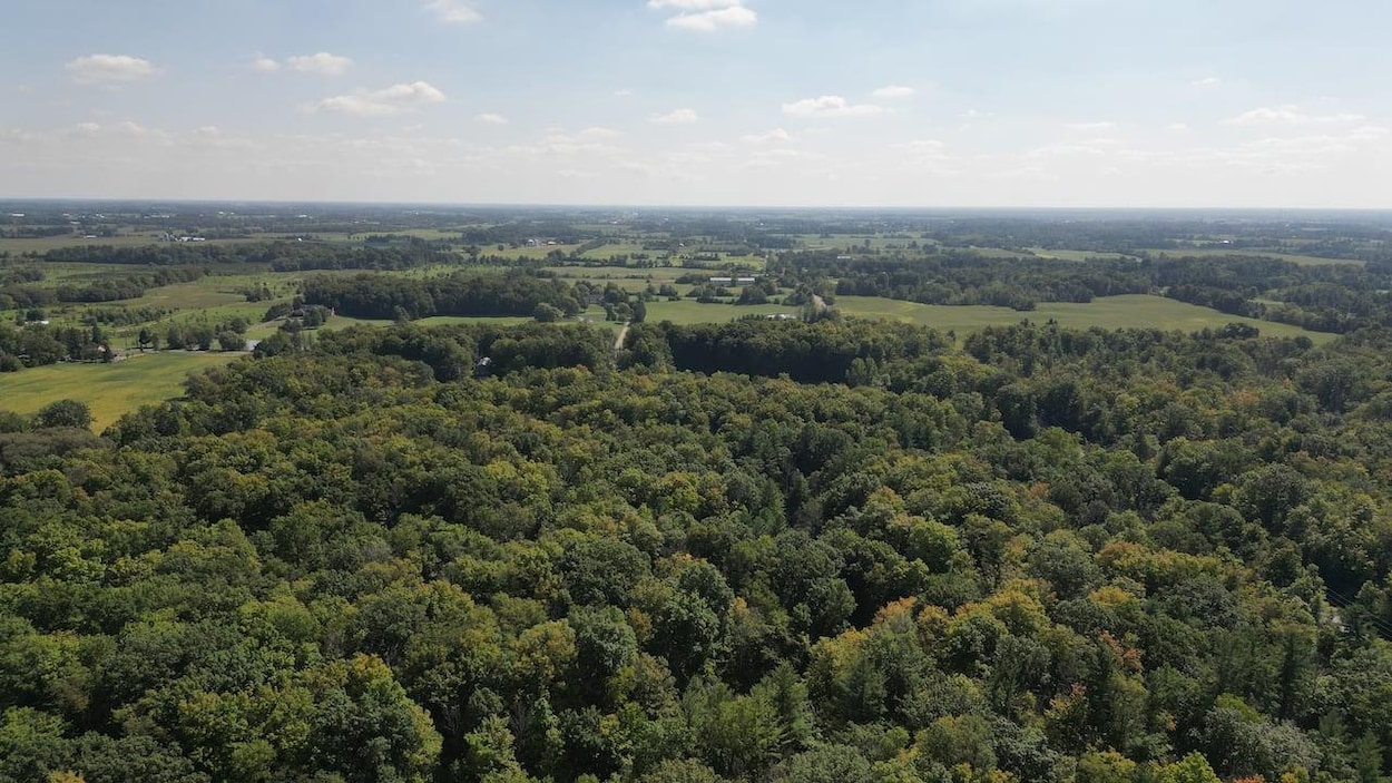 La ceinture de verdure : un refuge pour près de la moitiés des espèces menacées