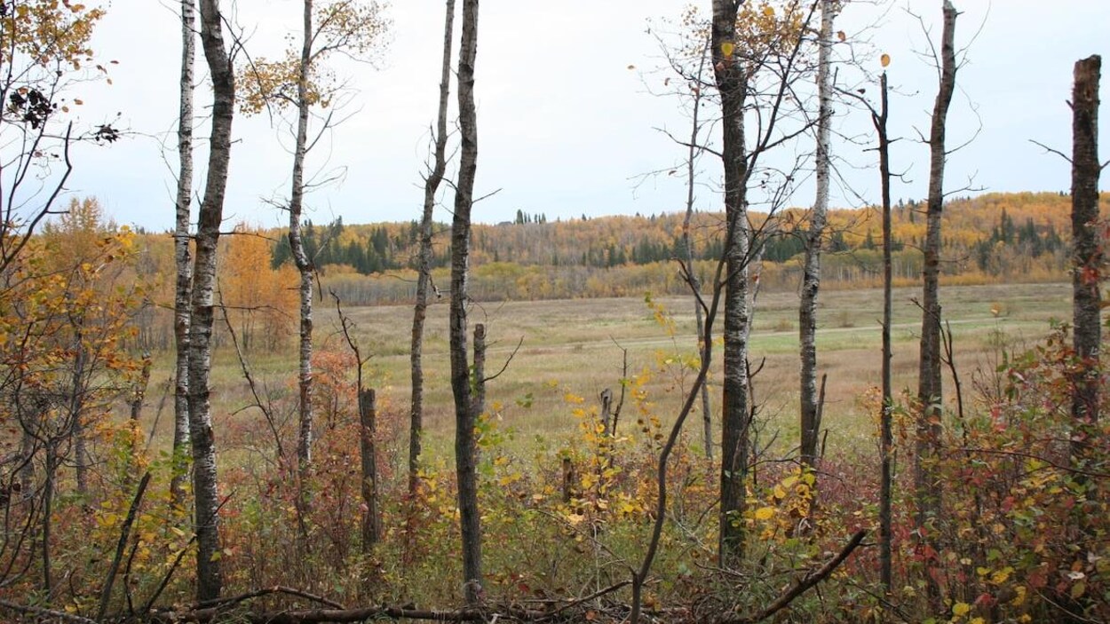 Un terrain avec quelques arbres.