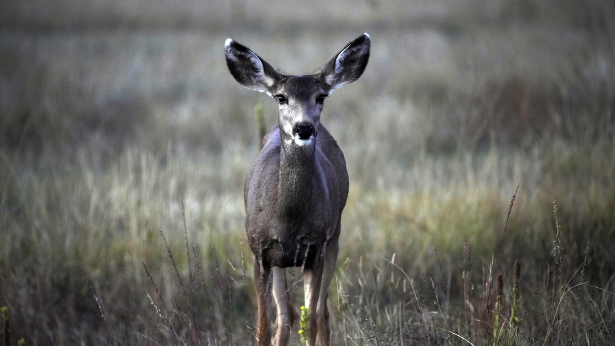 Permis de chasser - Fédération départementale des Chasseurs de l