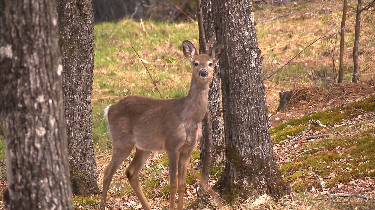 Un cerf de Virginie dans la ville de Mont-Tremblant