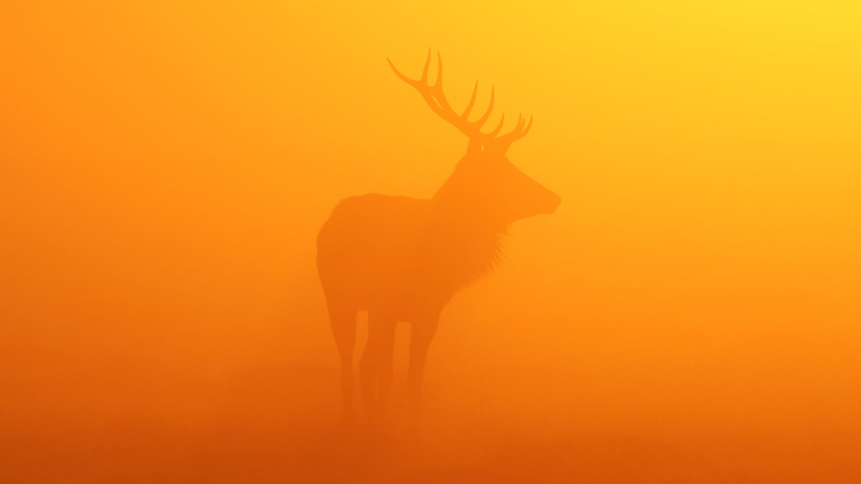 La silhouette d'un cerf apparaît diffuse dans l'aurore.