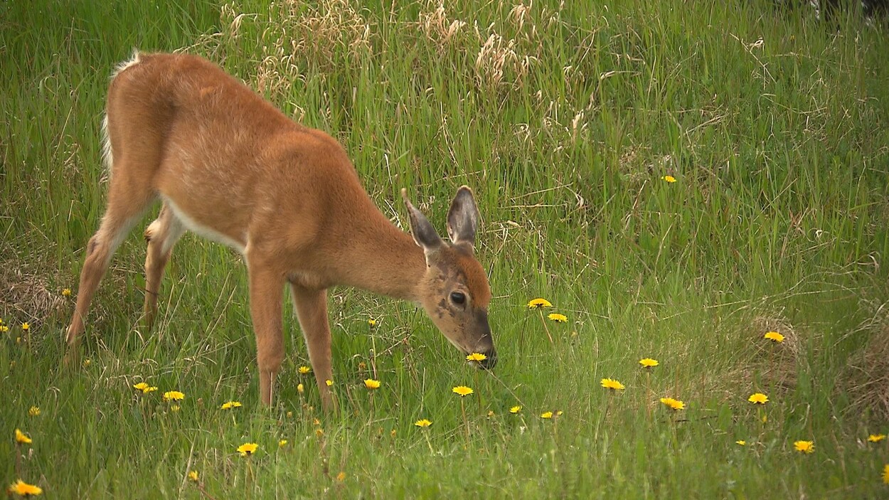 Un cerf sur l'île d'Anticosti