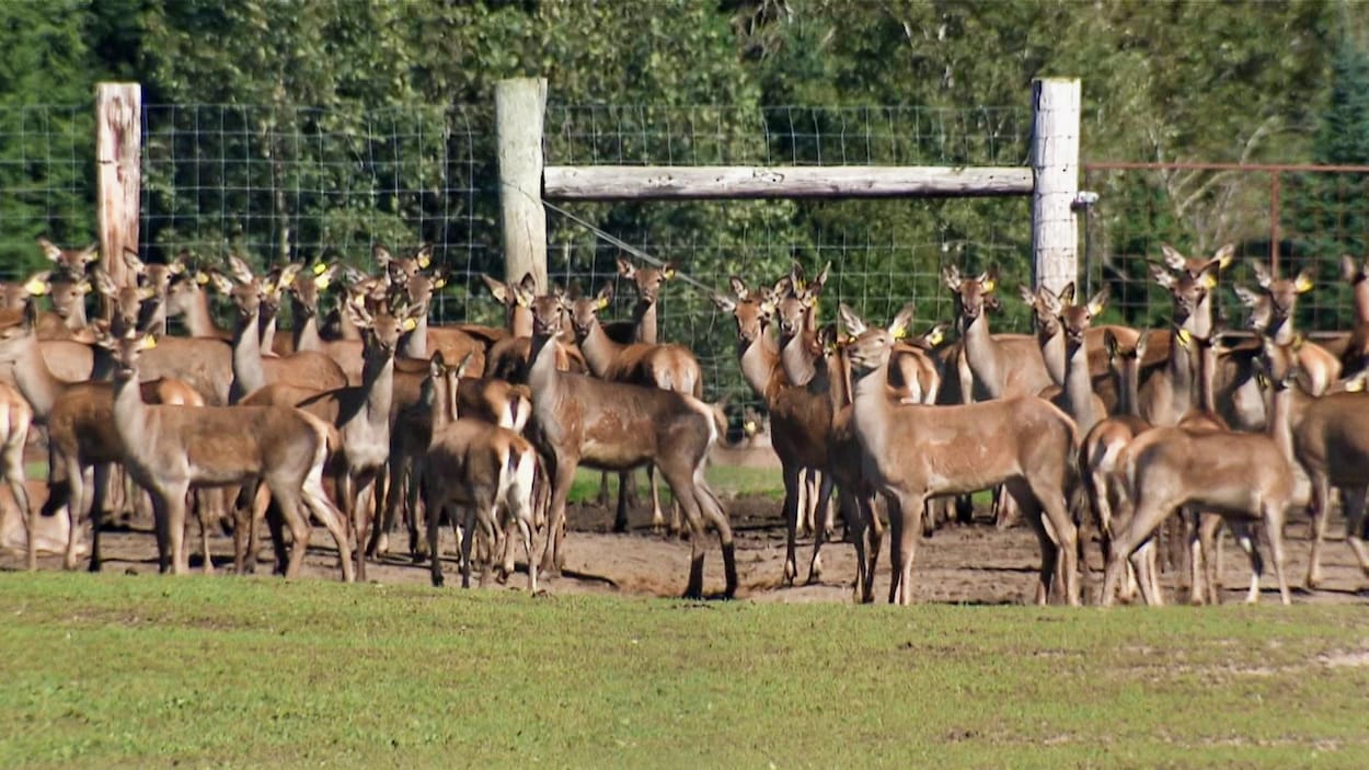 Des cerfs dans un enclos.