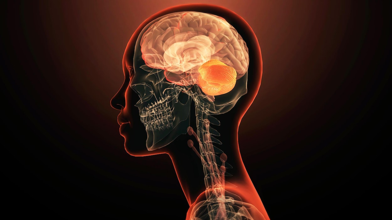 Le cerveau, résultat de la fusion de deux organes?
