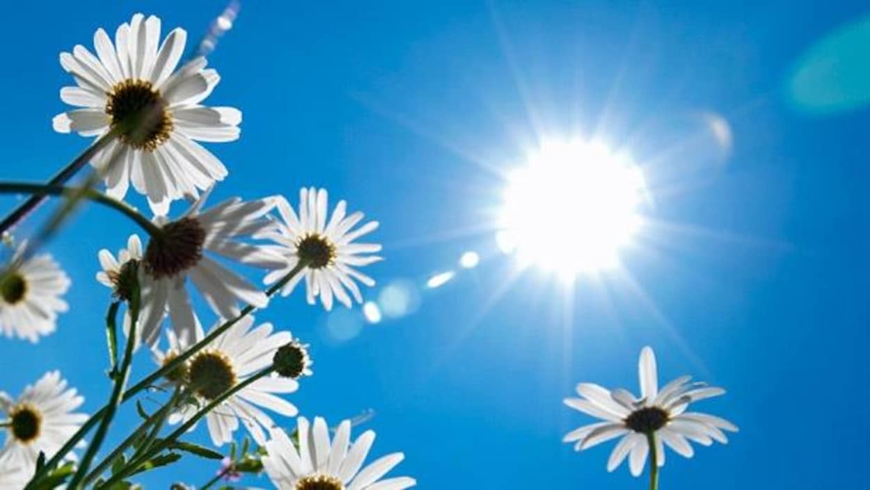 Des marguerites vues en contre-plan sous un ciel ensoleillé