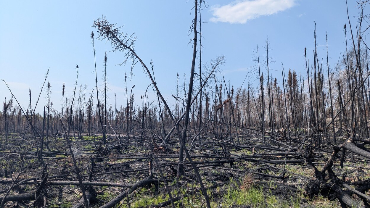 Aux T.N.-O., les changements climatiques ont doublé les risques de canicules en 2025