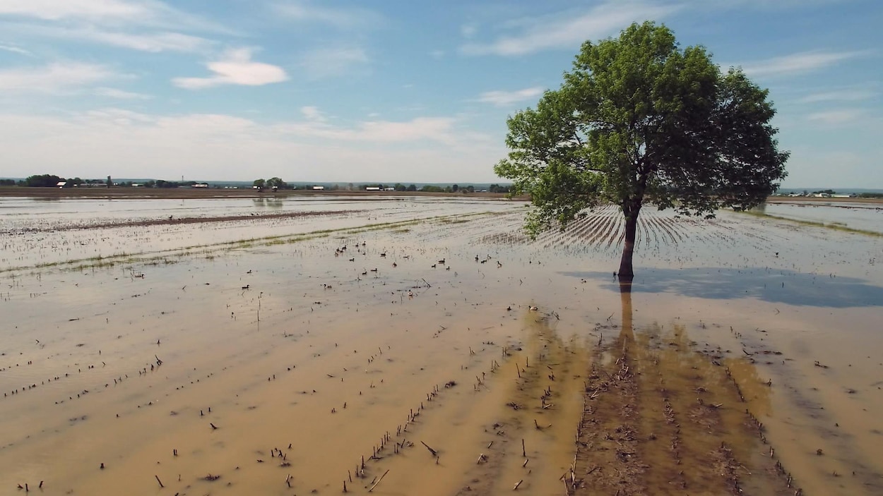 Un arbre au milieu d'un champ agricole inondé.