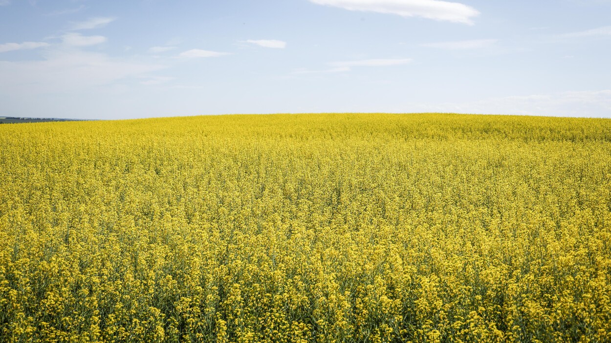 Bayer injecte 45 M$ à Winnipeg pour un centre de recherche de pointe sur le canola