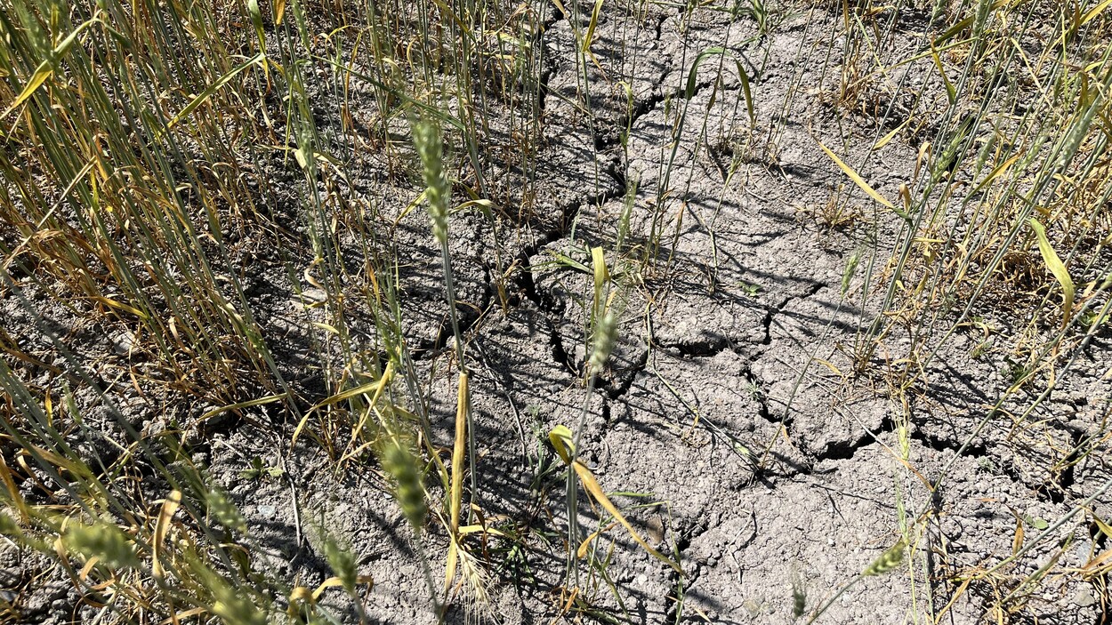 La Mitis veut mieux s’adapter aux changements climatiques