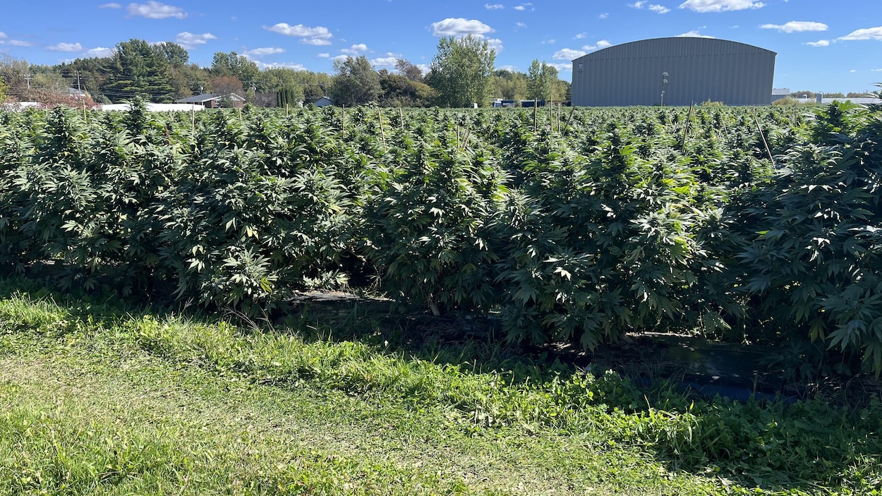 L’industrie du cannabis veut des engagements clairs